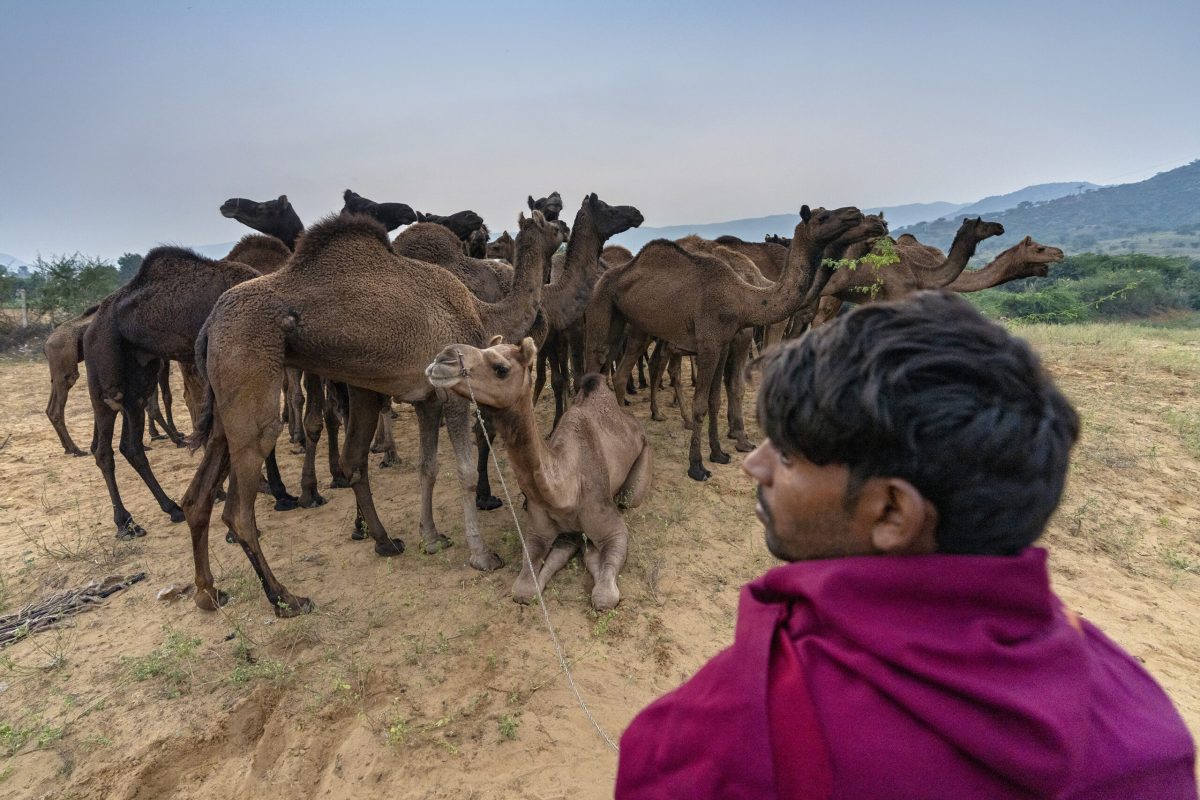 ©Dheeraj Paul-2